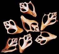 Cut Shells